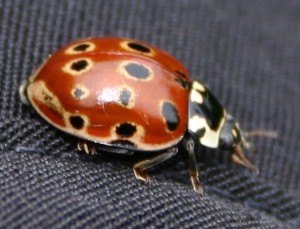 Marienkäfer mit Glaukom