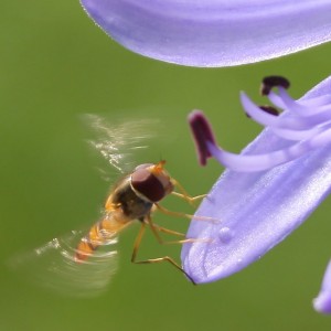 Schwebfliege_3500-aa-k
