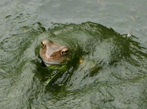 frosch_in_algen_911
